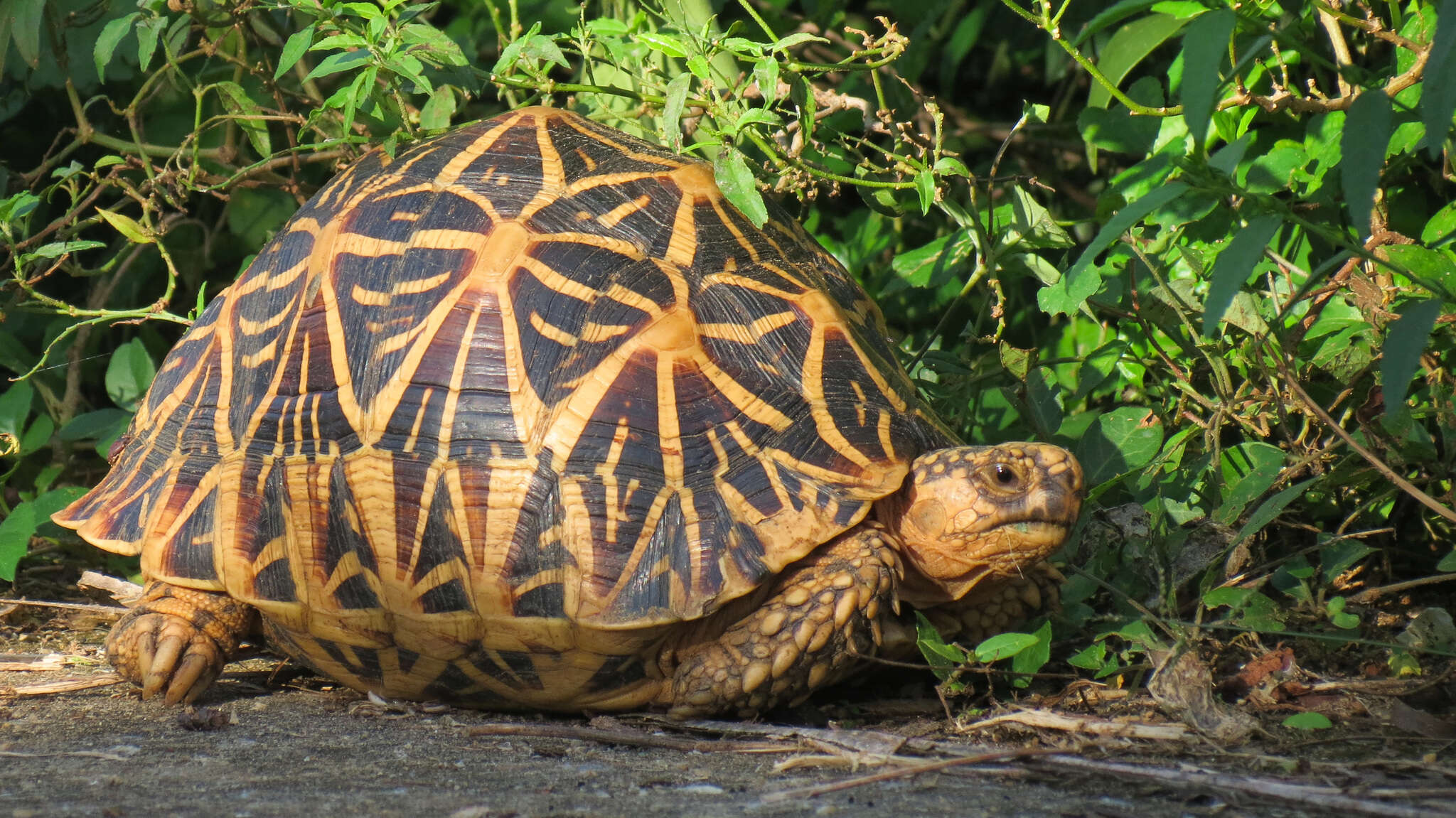 Imagem de Geochelone