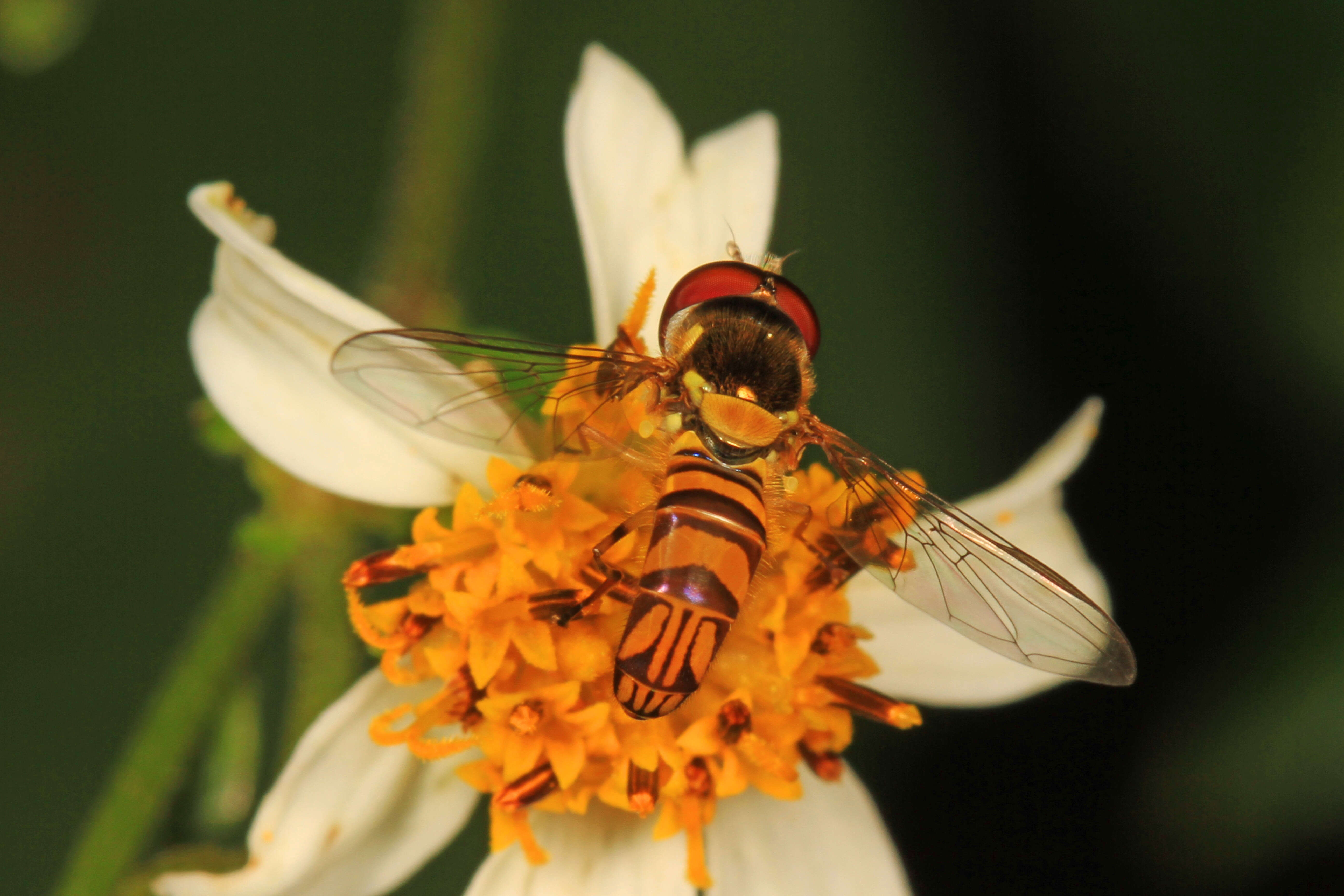 Image of Common Oblique Syrphid