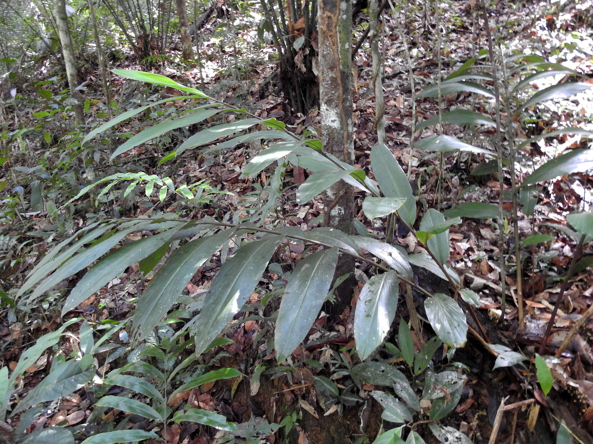 Image of Renealmia floribunda K. Schum.