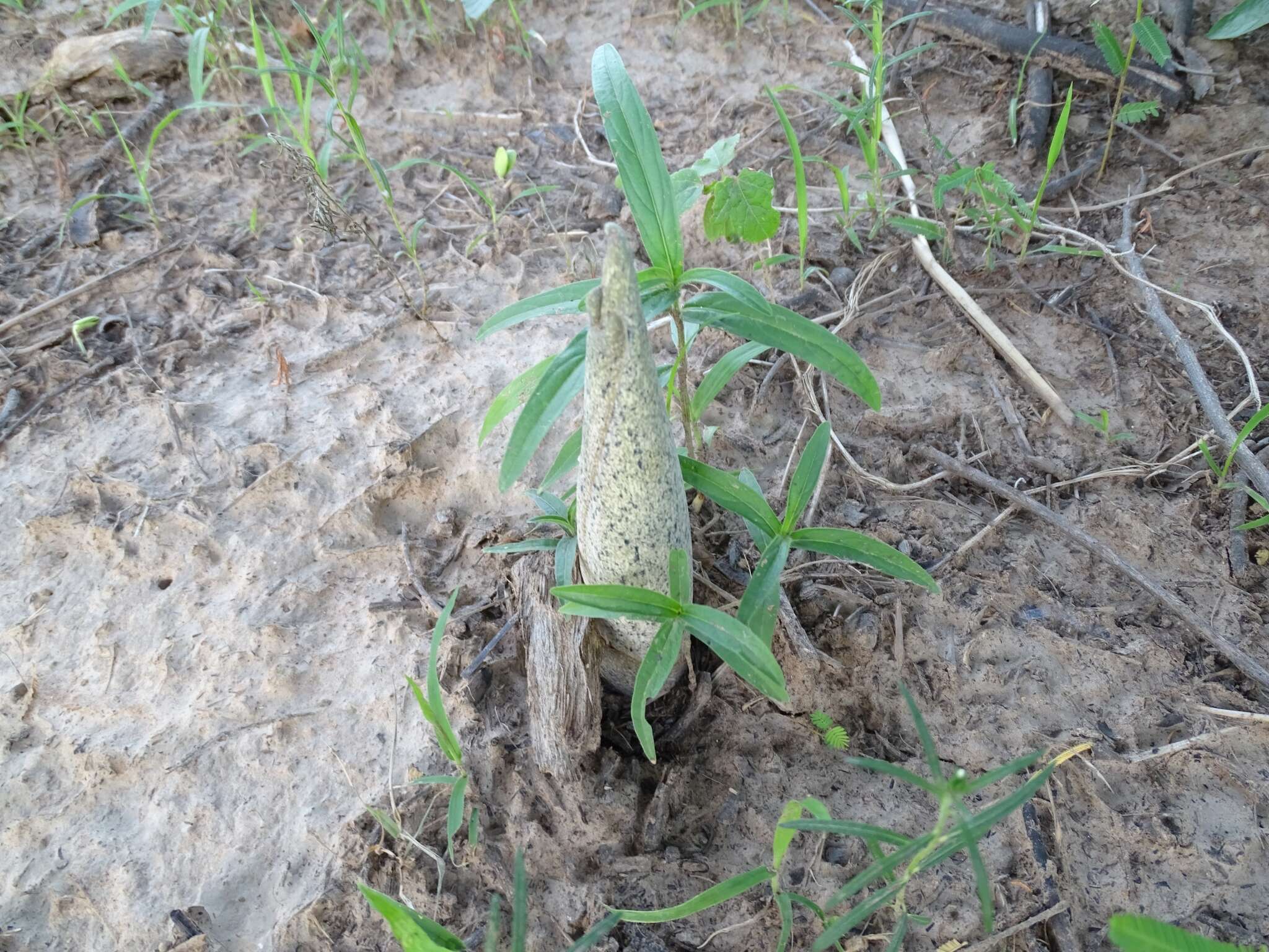 Image of Amorphophallus dracontioides (Engl.) N. E. Br.