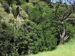 Image of Planchonella costata (Endl.) Pierre