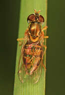 Image of Syrphid fly