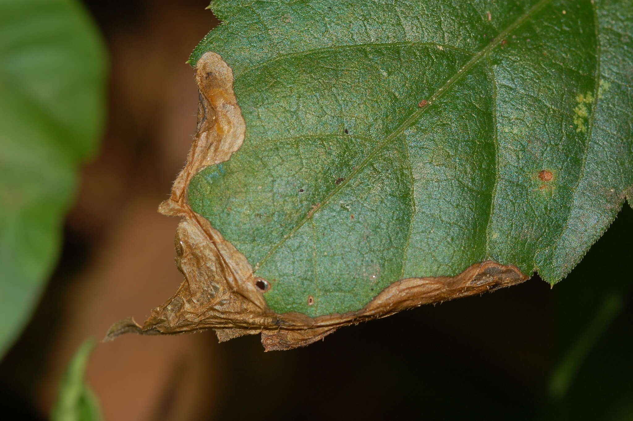 Image of Orchestomerus eisemani Yoshitake & Anderson 2015