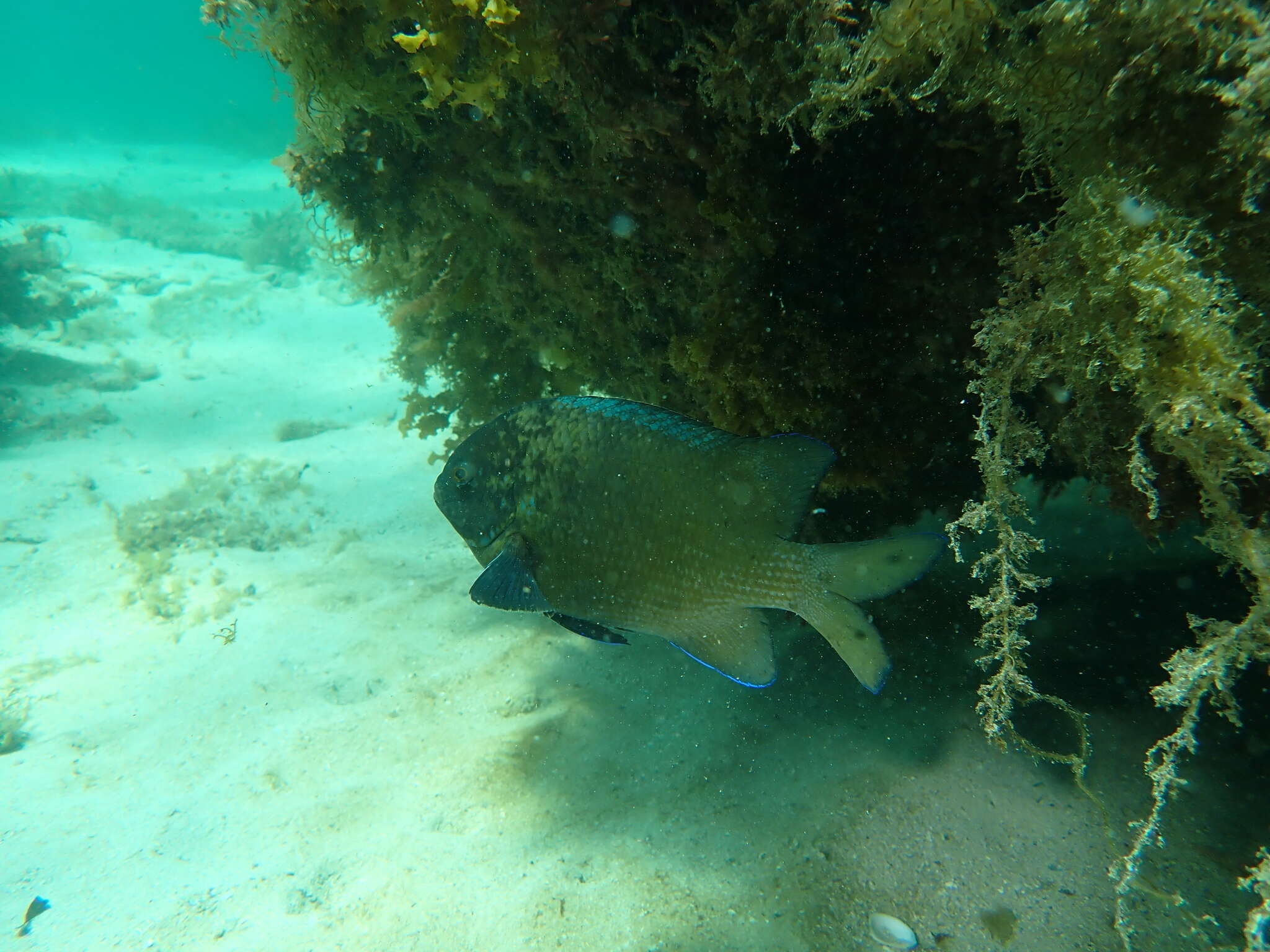 Image of Common scalyfin