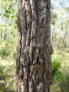 Image of forest-oak