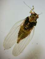 Image of Lasiopsylla rotundipennis Froggatt 1900