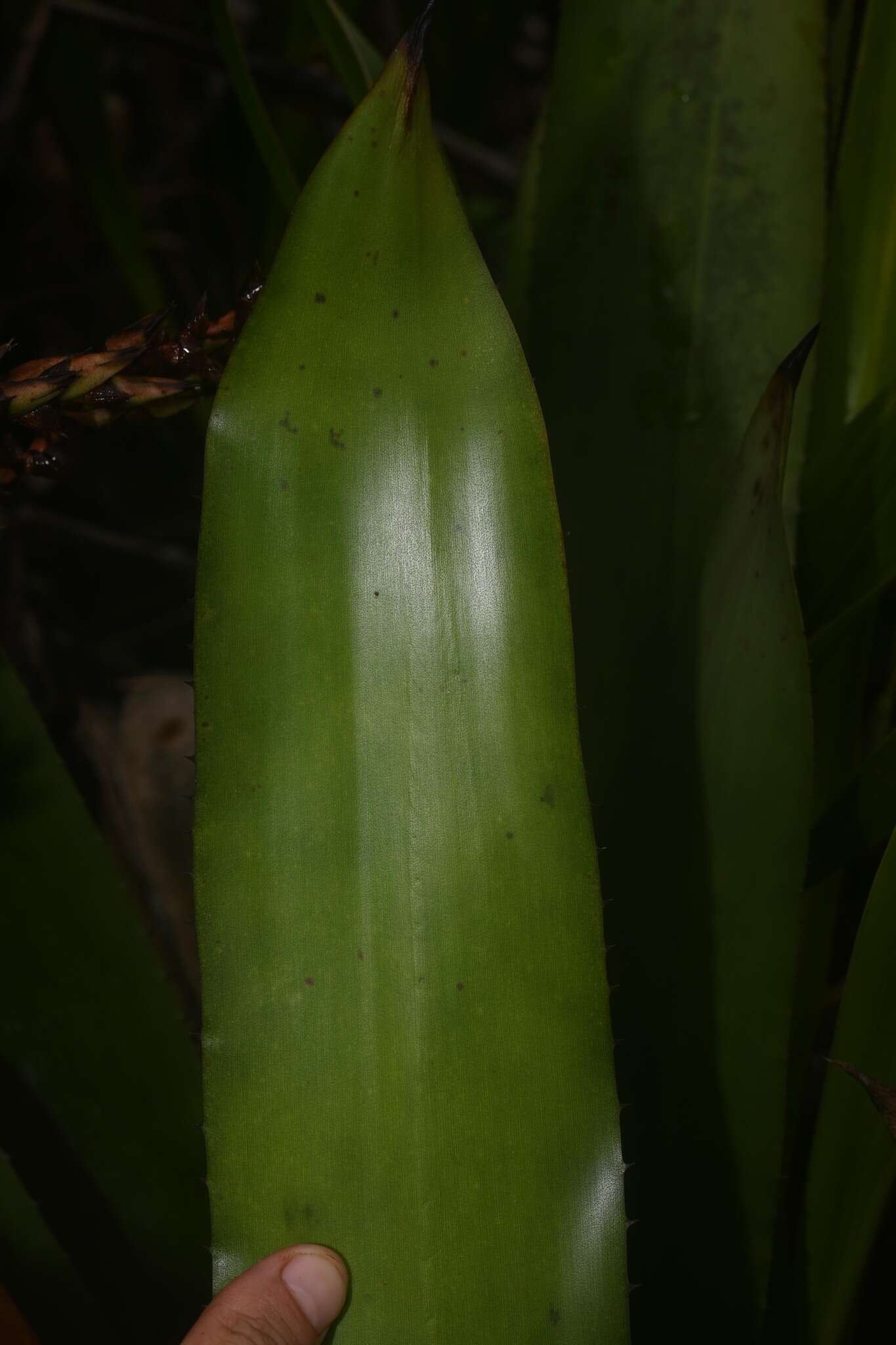 Aechmea polyantha E. Pereira & Reitz的圖片