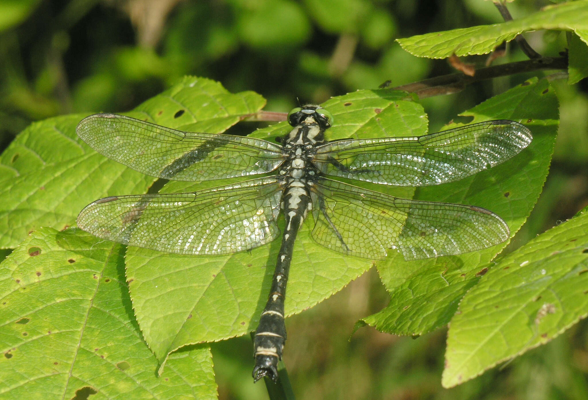 Imagem de <i>Shaogomphus postocularis epophthalmus</i> Selys 1872