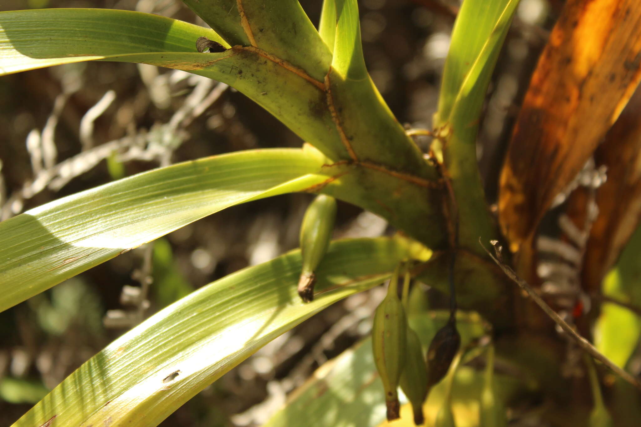 Image of Maxillaria aurea (Poepp. & Endl.) L. O. Williams