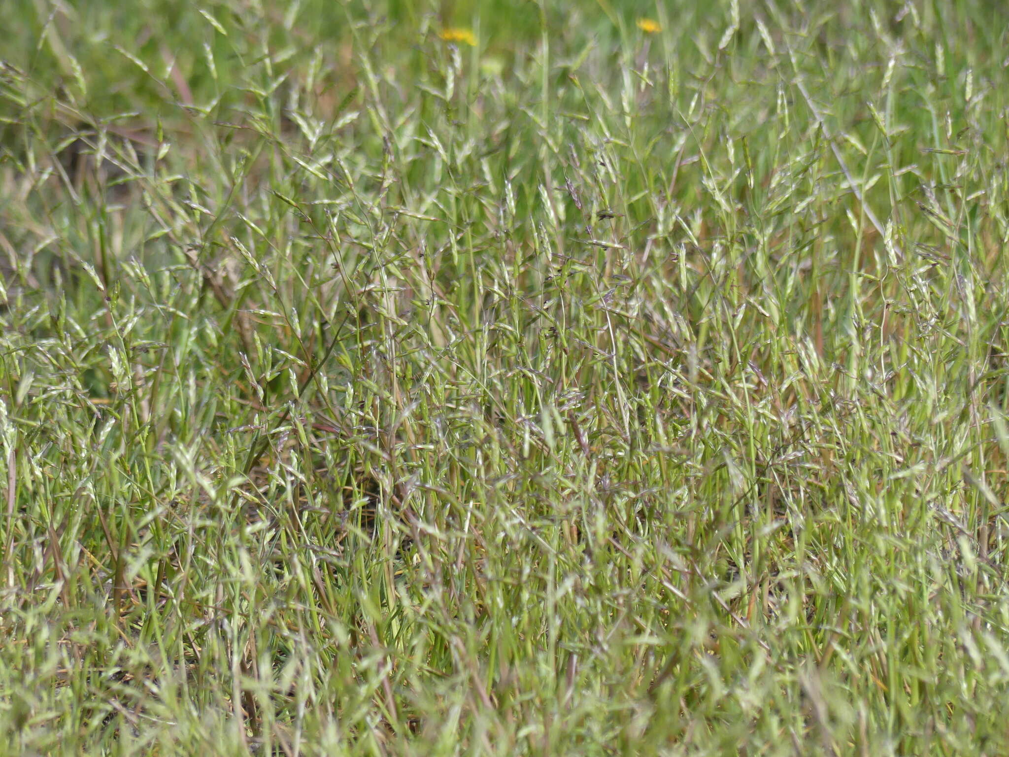 Image of annual semaphoregrass