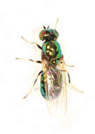 Image of Soldier fly