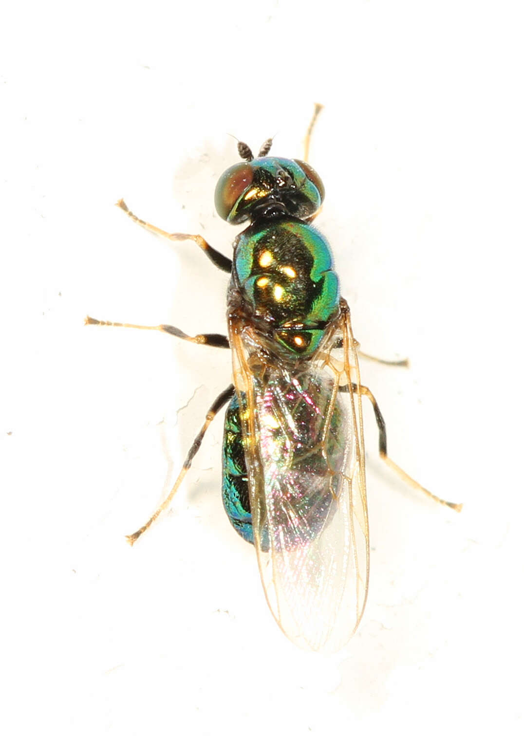 Image of Soldier fly