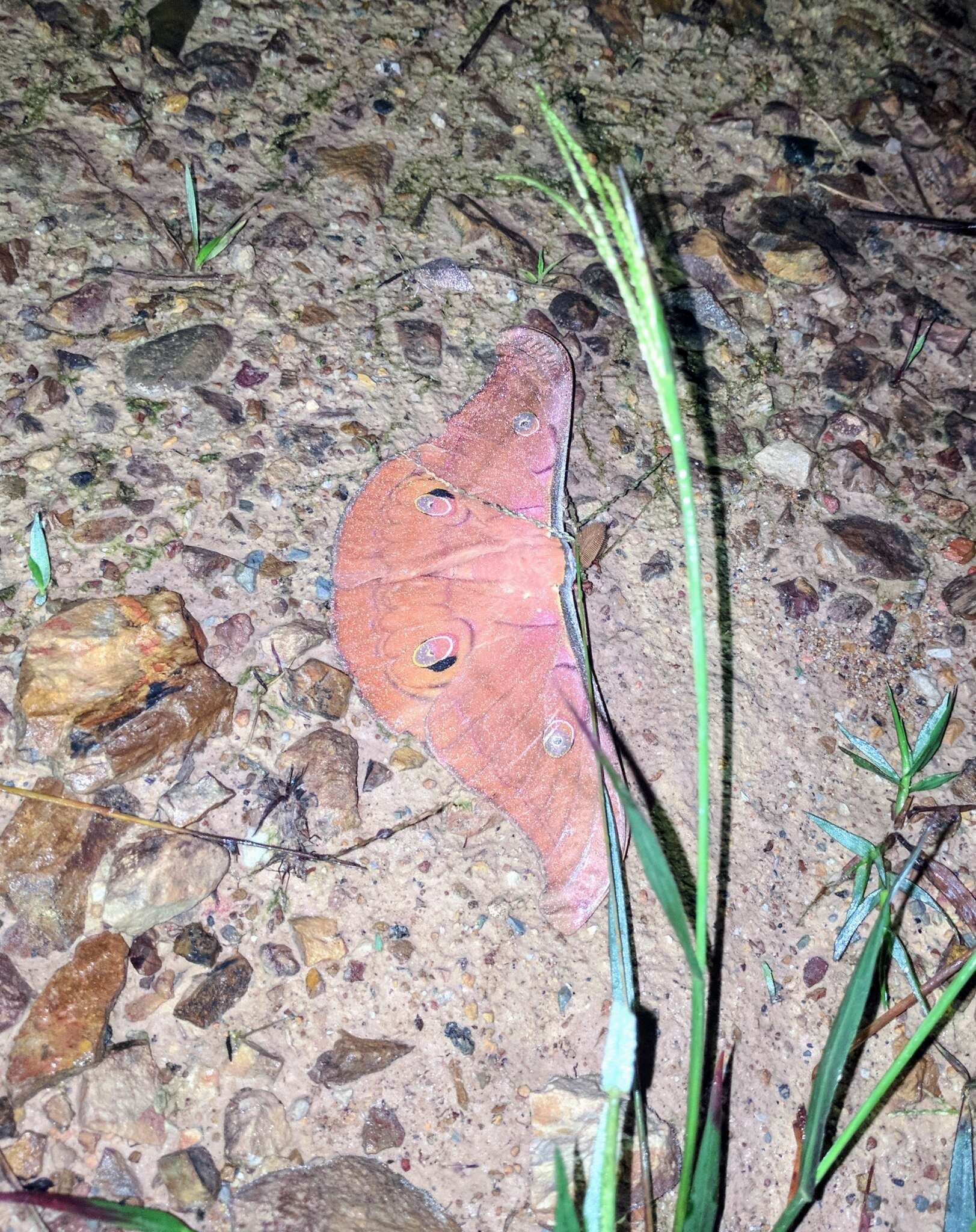 Antheraea helferi Moore 1858 resmi