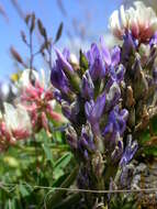 Image of Astragalus leontinus Wulfen