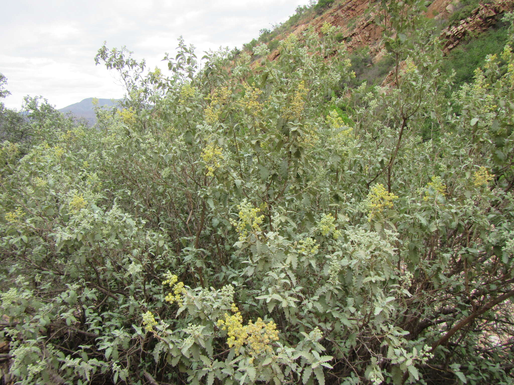 Imagem de Buddleja glomerata H. Wendl.