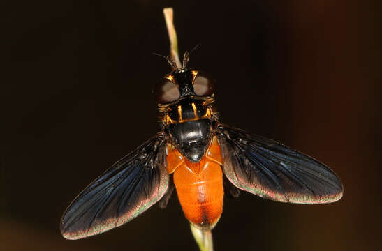 Image of Tachinid fly