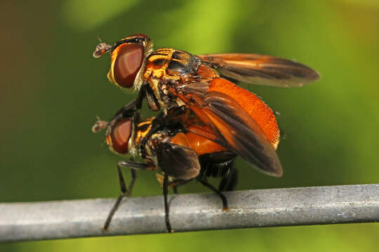 Image of Tachinid fly