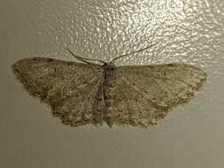 Imagem de Idaea incisaria Staudinger 1892