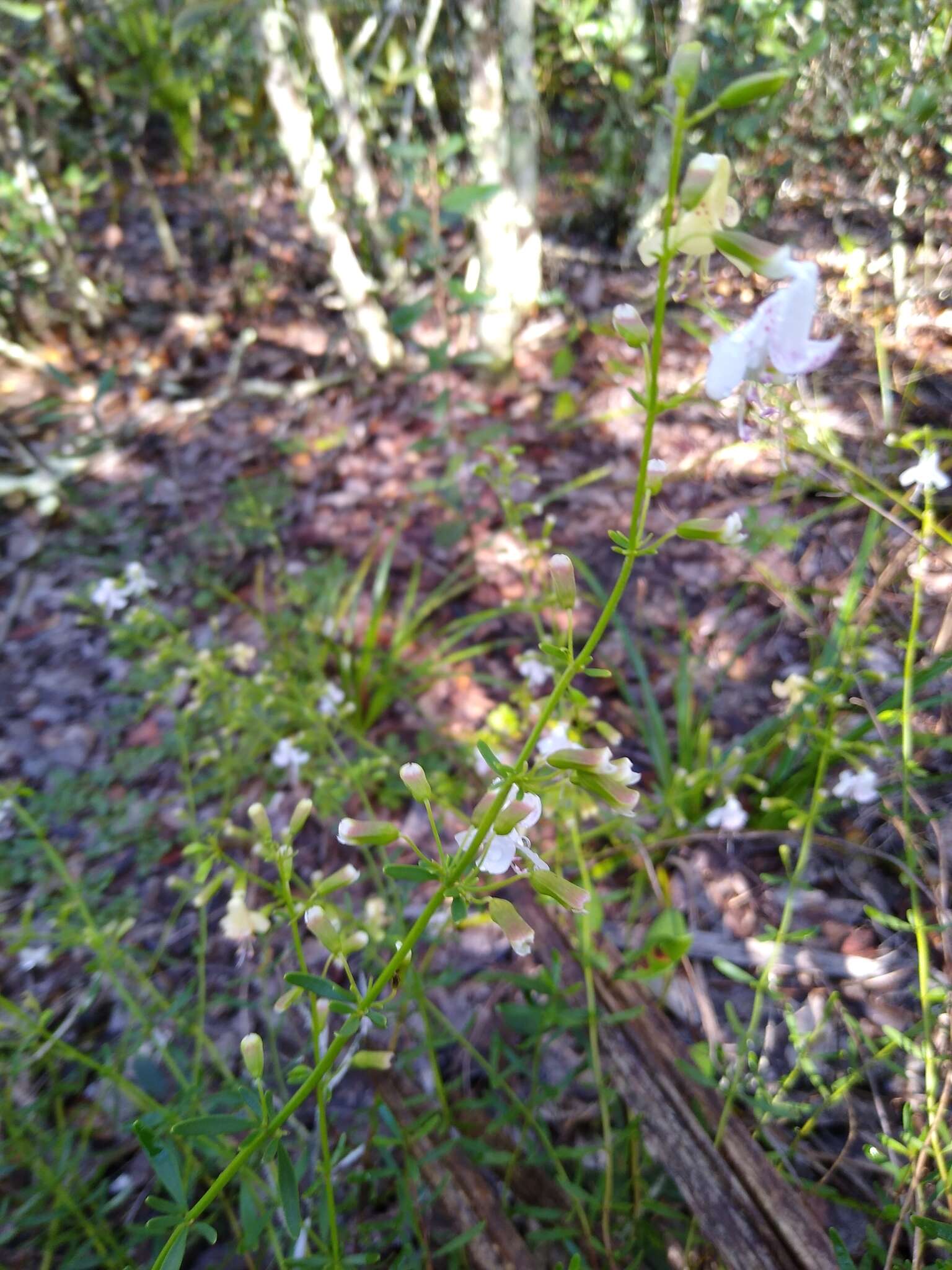 Imagem de Dicerandra frutescens Shinners