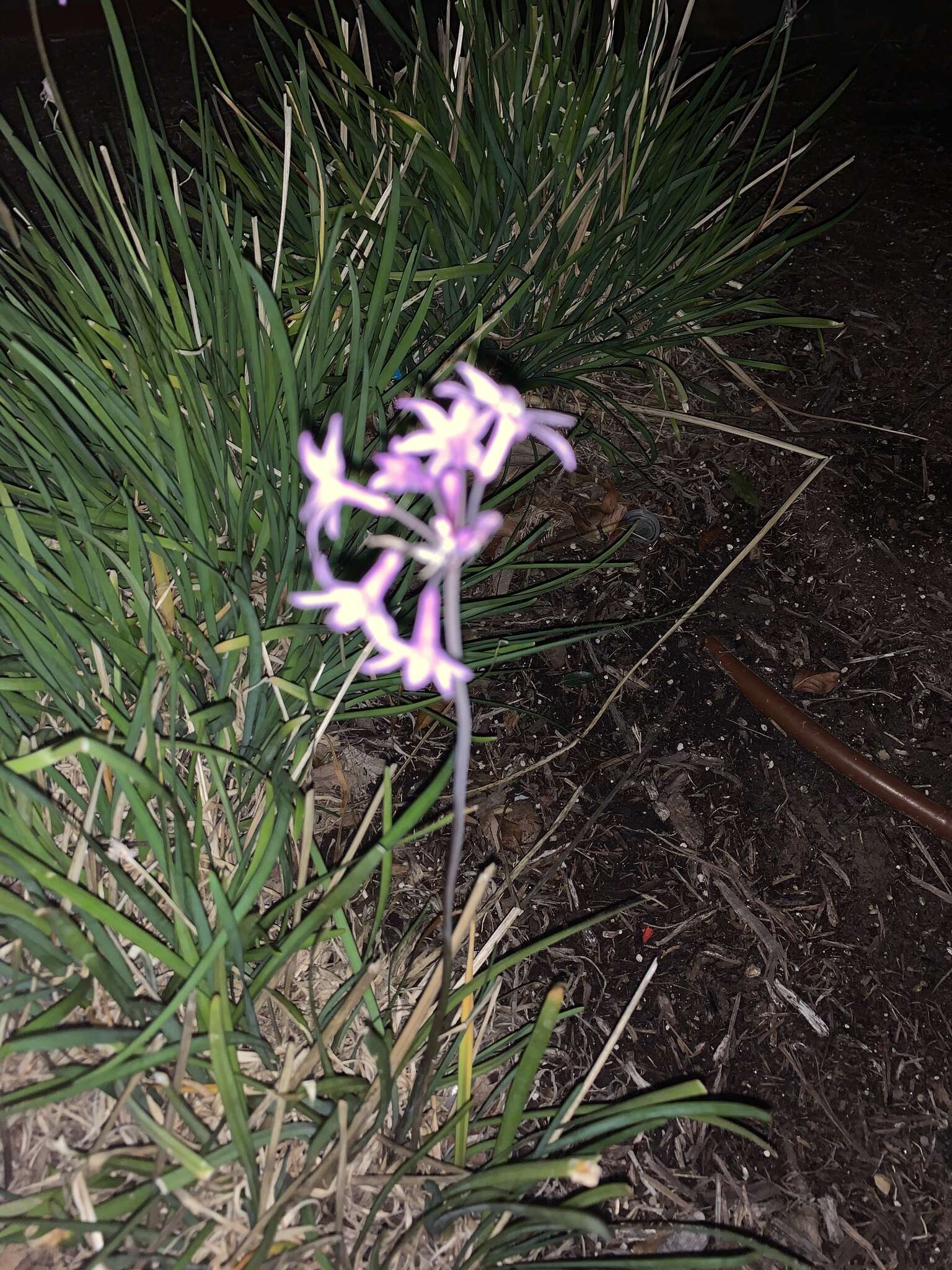 Tulbaghia violacea Harv. resmi