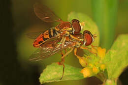 Image of Syrphid fly