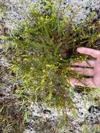 Image of Deckert's pinweed