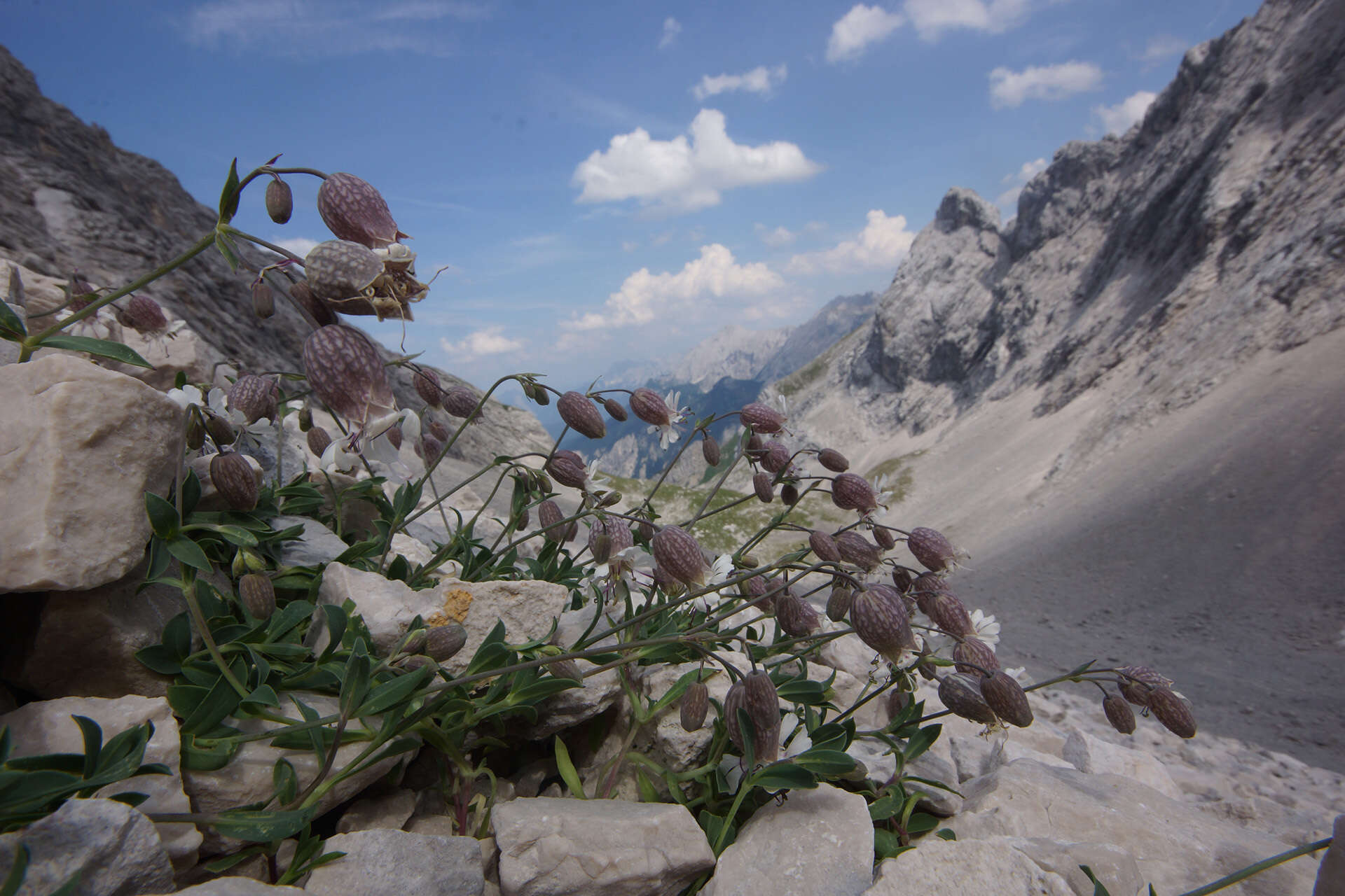 Image of Silene vulgaris subsp. glareosa (Jordan) Marsden-Jones & Turrill