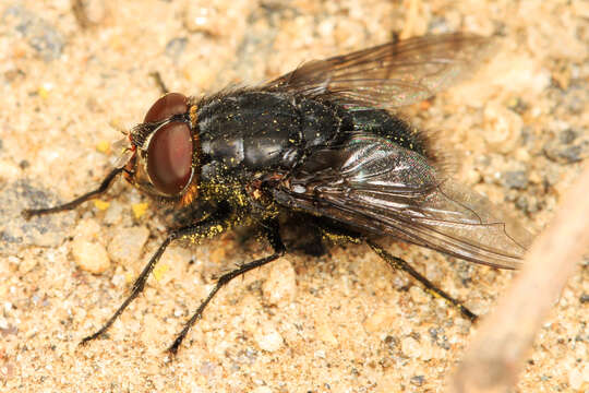 Image of Blue bottle fly