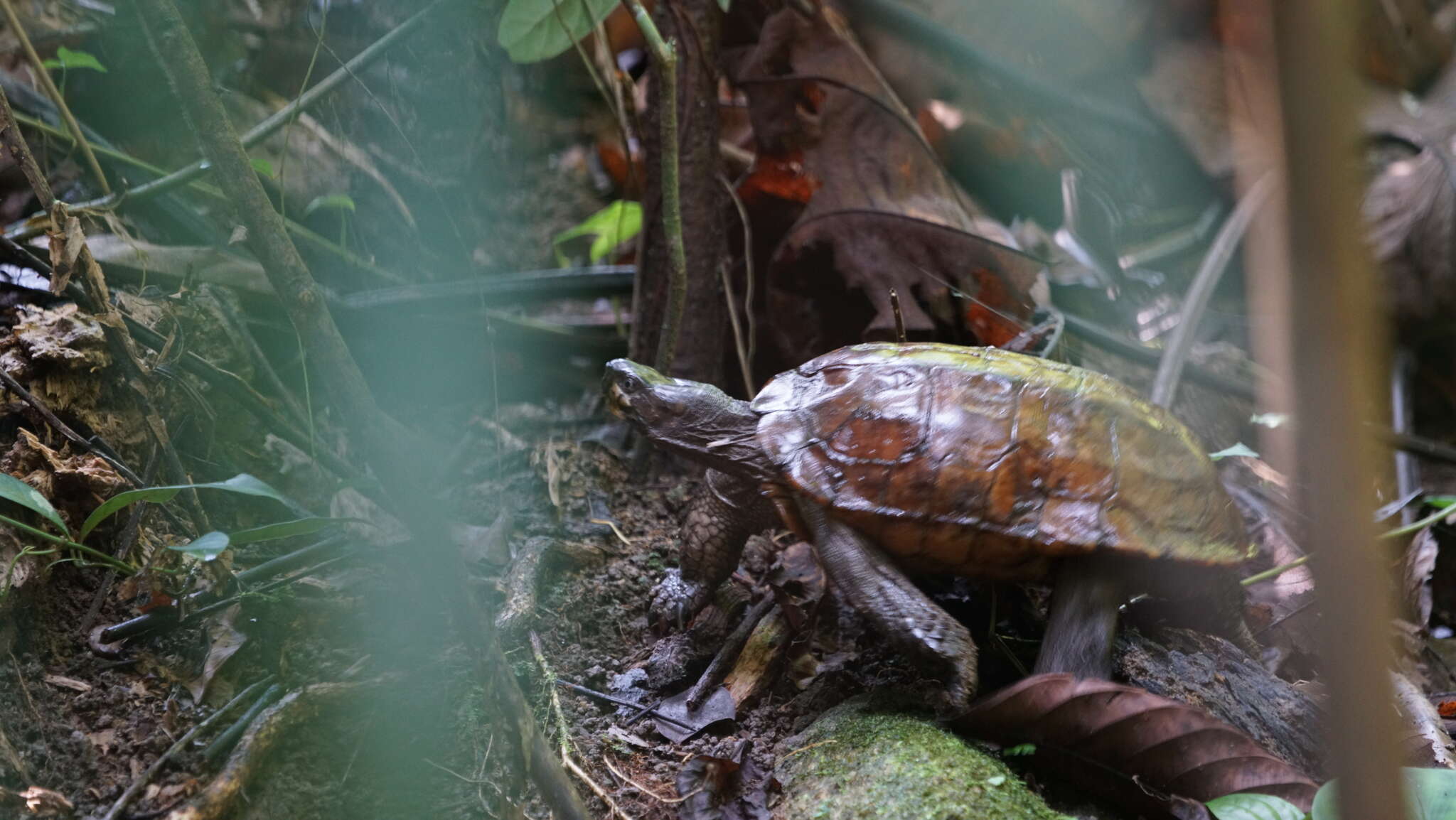 Image of Spiny turtle