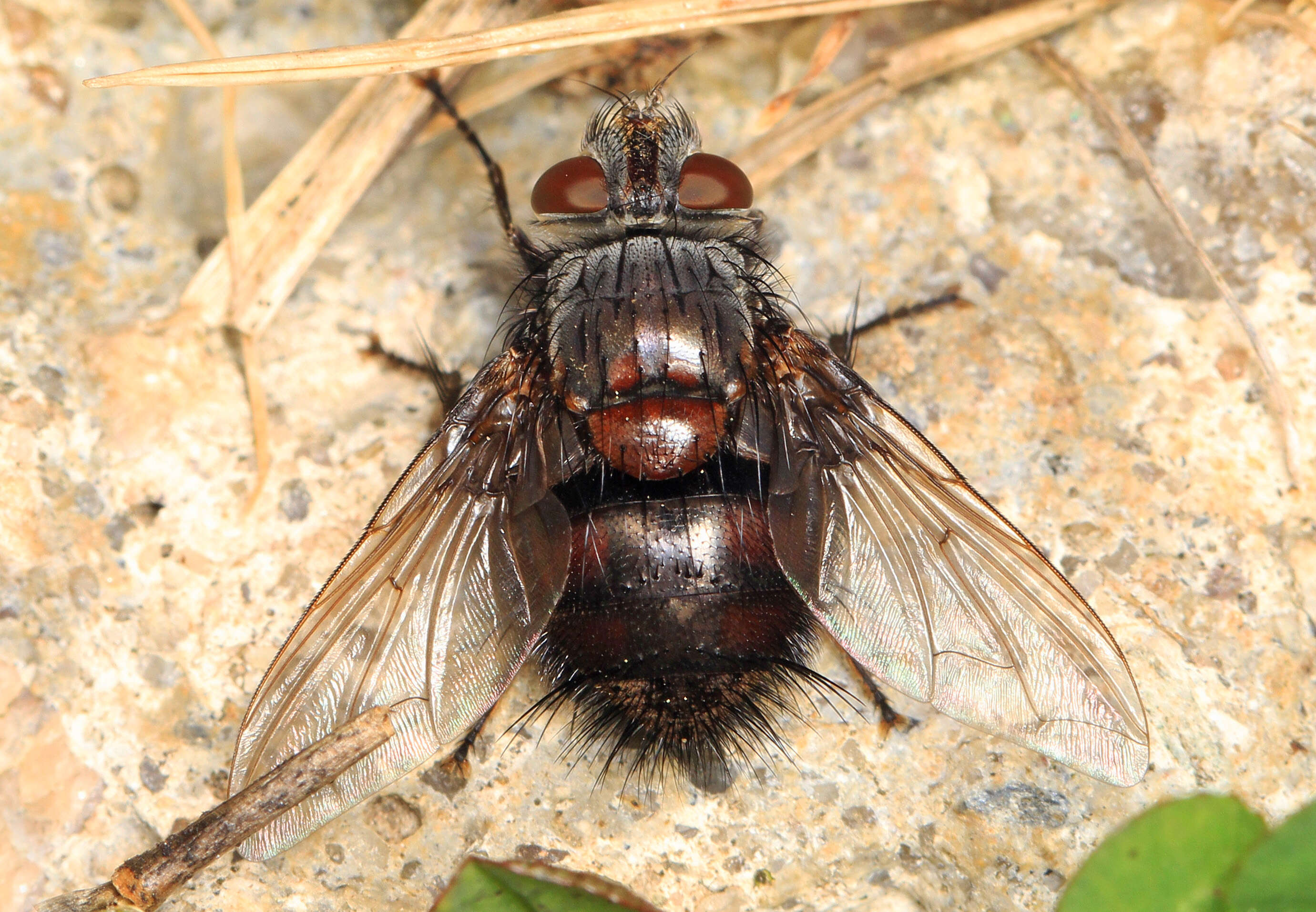 Leschenaultia resmi