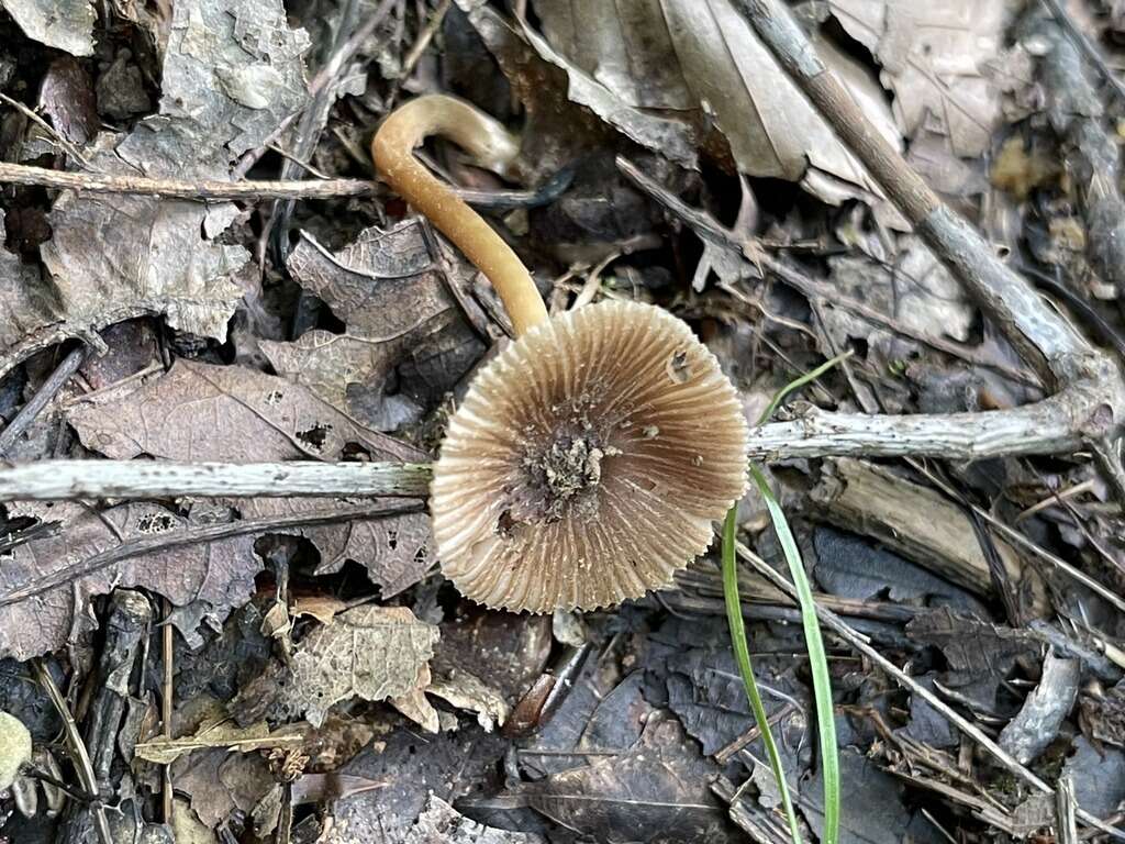 Imagem de Inocybe nodulosa Kauffman 1924