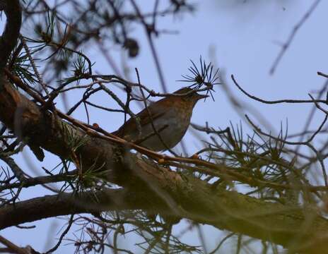 صورة Catharus fuscescens (Stephens 1817)