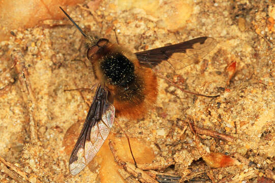 Image of Large bee-fly