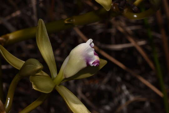 Image of Wormvine Orchid