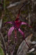 Imagem de Caladenia cruciformis D. L. Jones