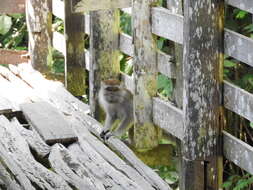 Macaca fascicularis fascicularis (Raffles 1821) resmi