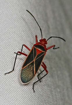 Image of Cotton Stainer