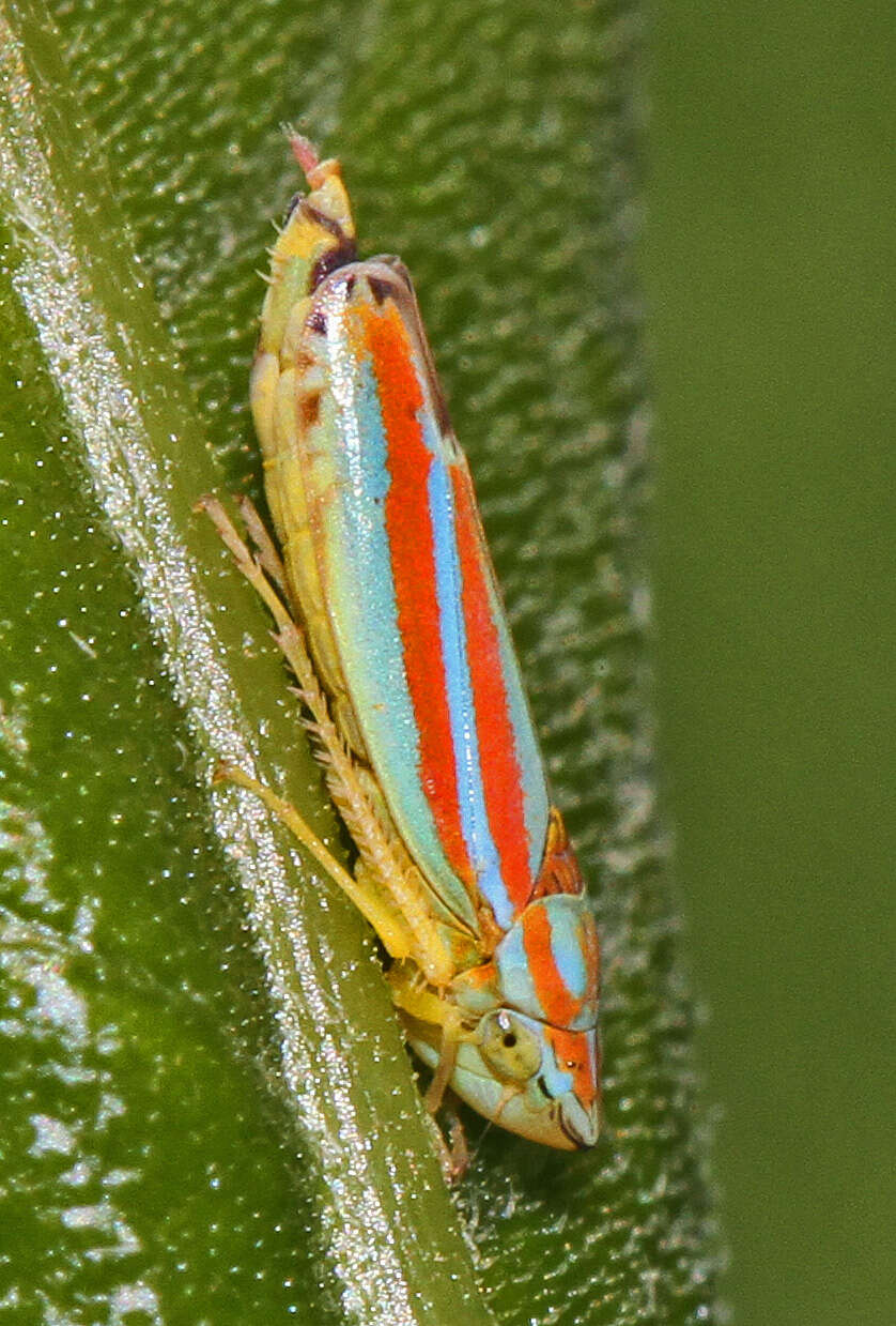 Graphocephala coccinea (Forster & J. R. 1771)的圖片