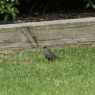 Image of Red-eared Firetail