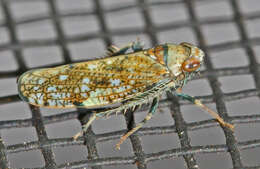 Image of Japanese Leafhopper