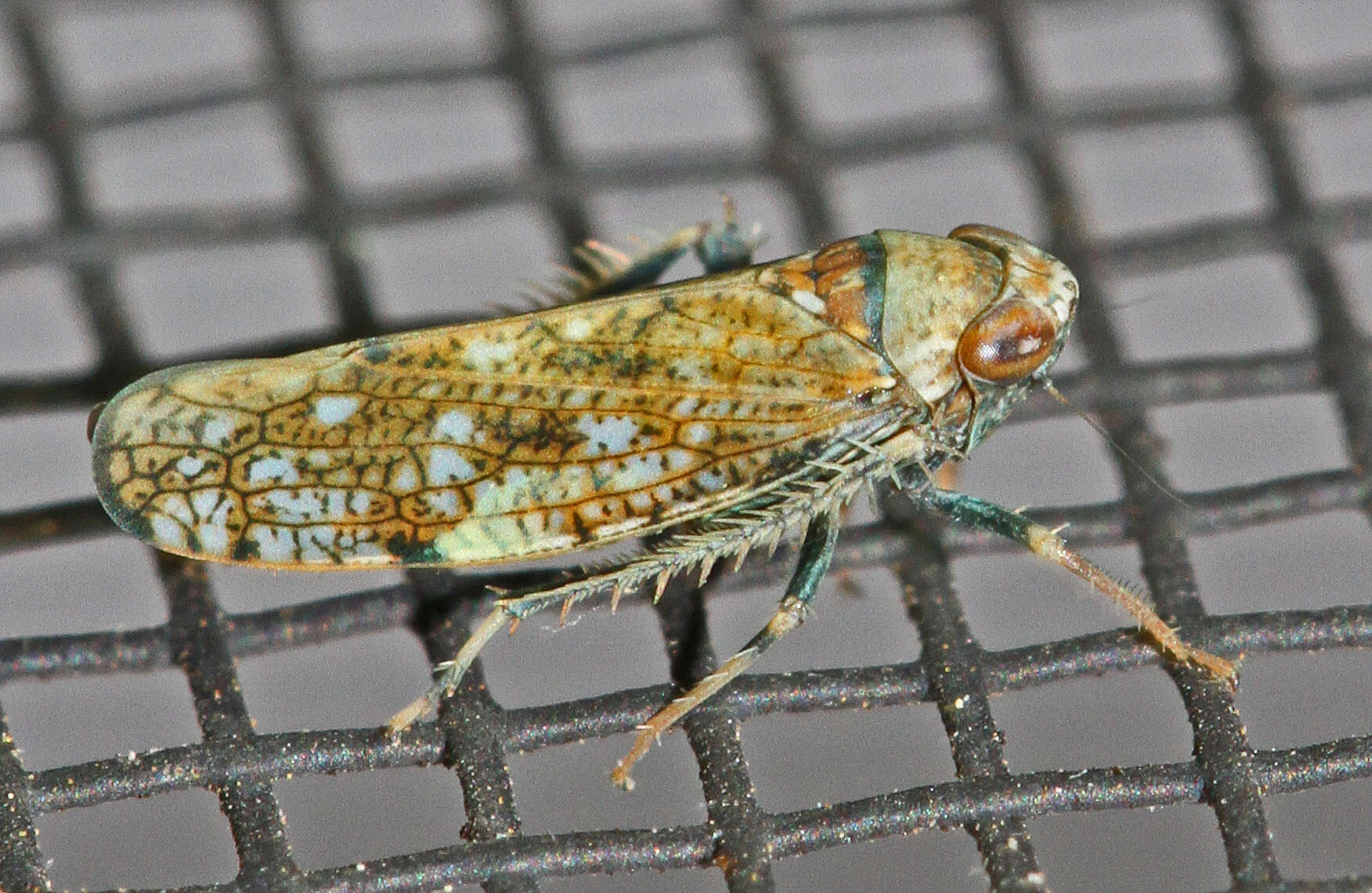 Image of Japanese Leafhopper