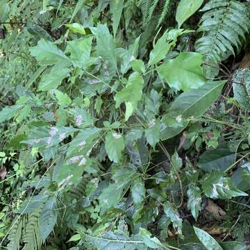 Image of Vitex quinata (Lour.) F. N. Williams