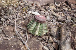 Imagem de Melocactus bahiensis subsp. amethystinus (Buining & Brederoo) N. P. Taylor