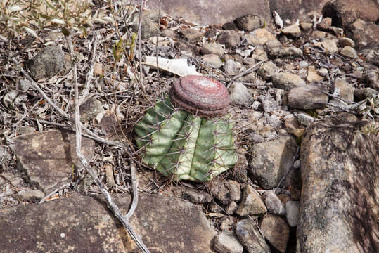 Melocactus bahiensis subsp. amethystinus (Buining & Brederoo) N. P. Taylor resmi