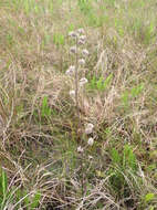 Image of clustered bushmint