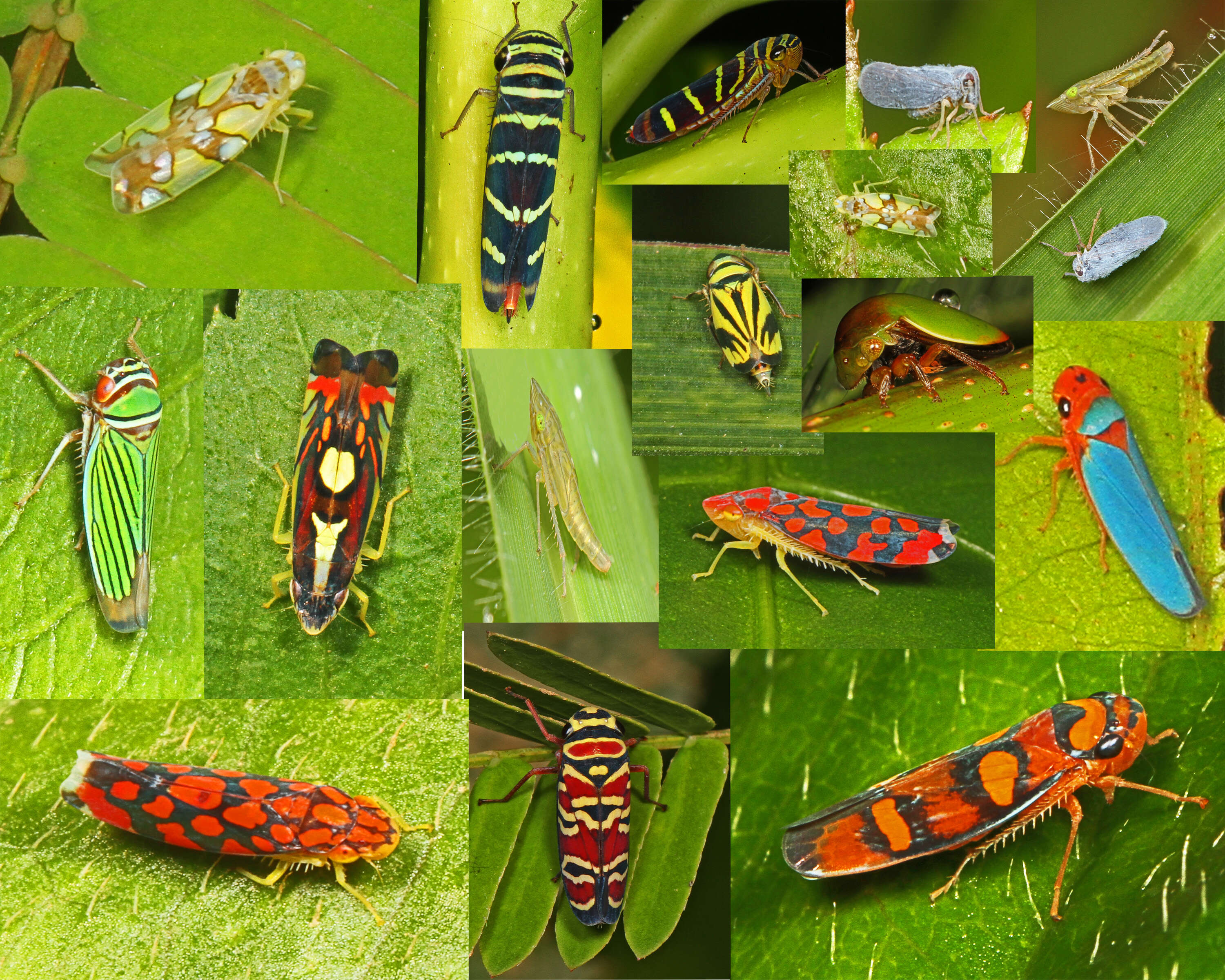 Image of treehoppers