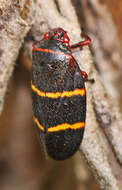 Image of Two-lined Spittlebug