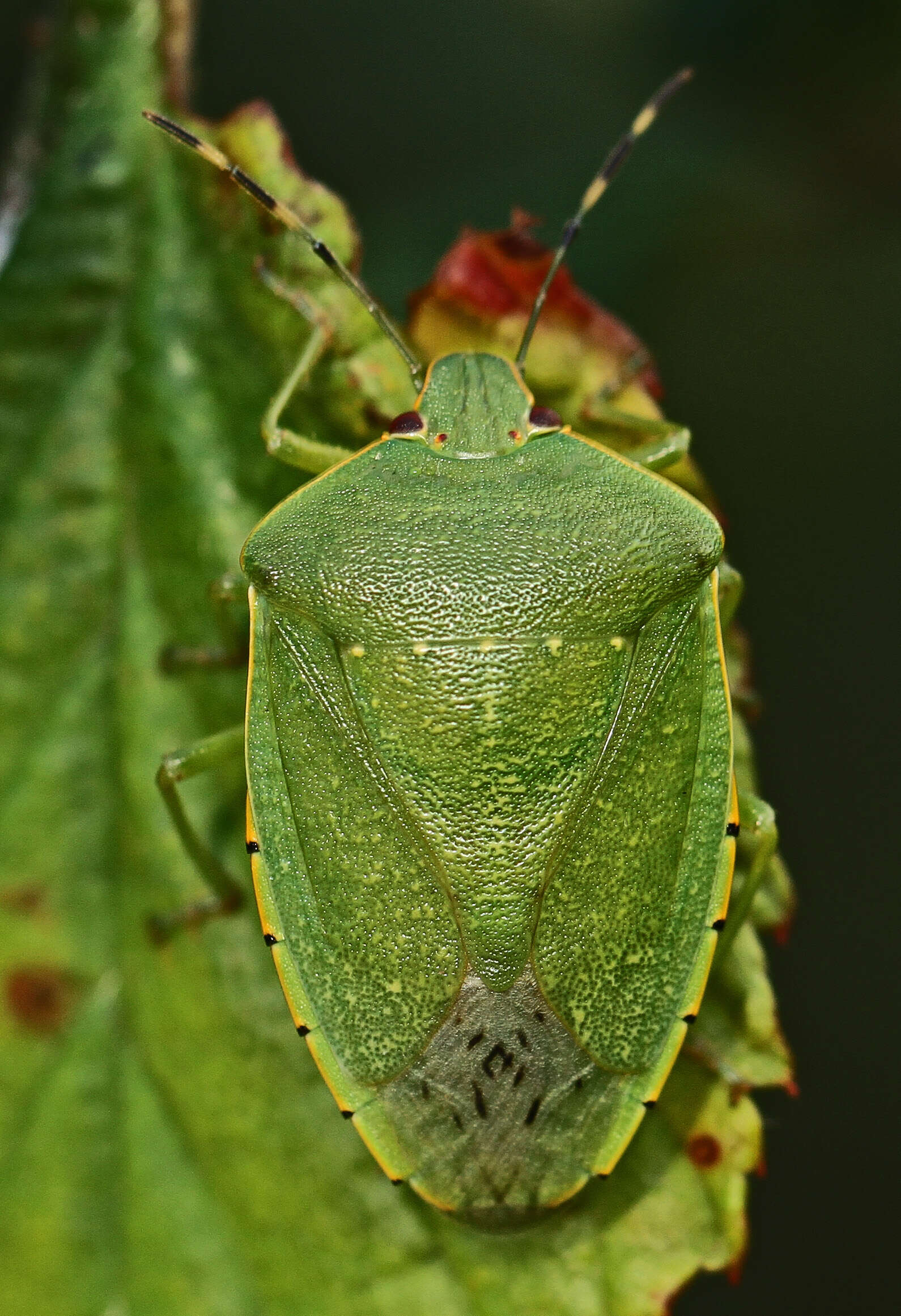 Image of Green stink bug