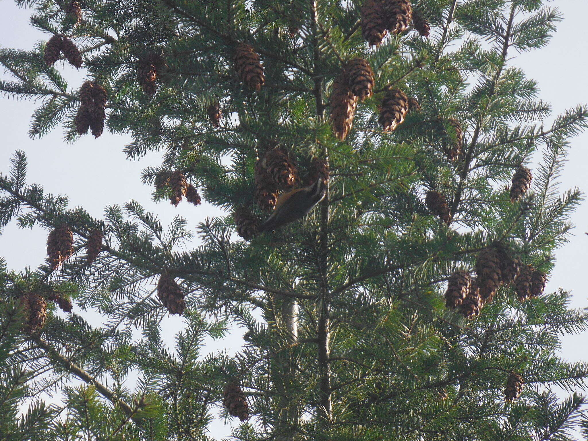 Imagem de Sitta canadensis Linnaeus 1766