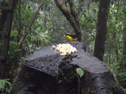 Image of Blue-winged Mountain Tanager